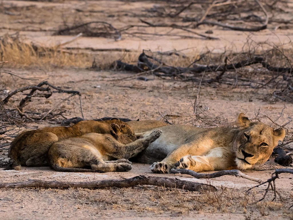 Lioness And Cub Sabi Sand