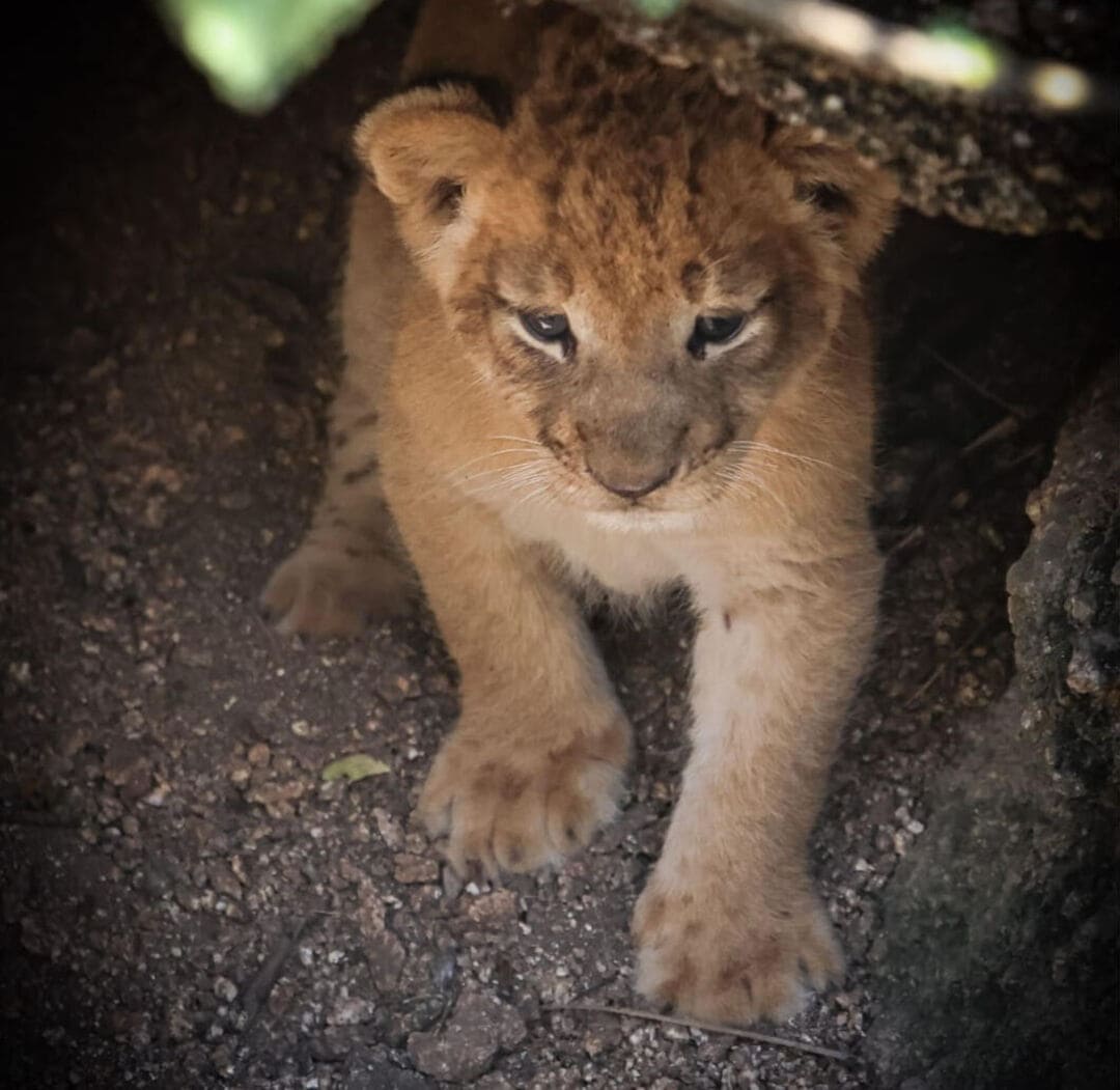 Adorable cub safely tucked away, Image Credit: Deon Wessels