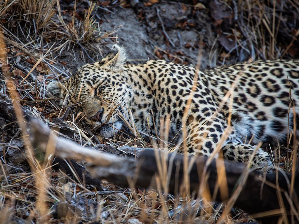 Leopard Sleeping Sabi Sand