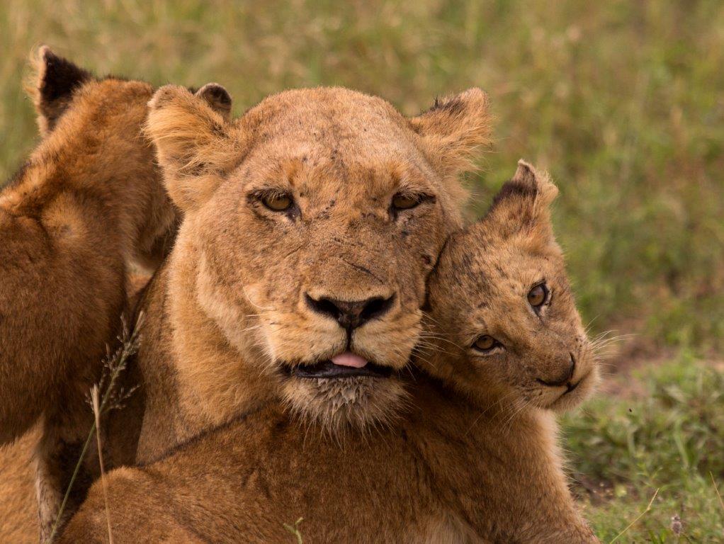Lion Family Cuddling Sabi Sand