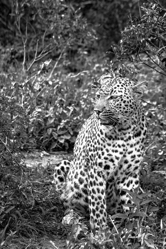 Leopard Sabi Sand