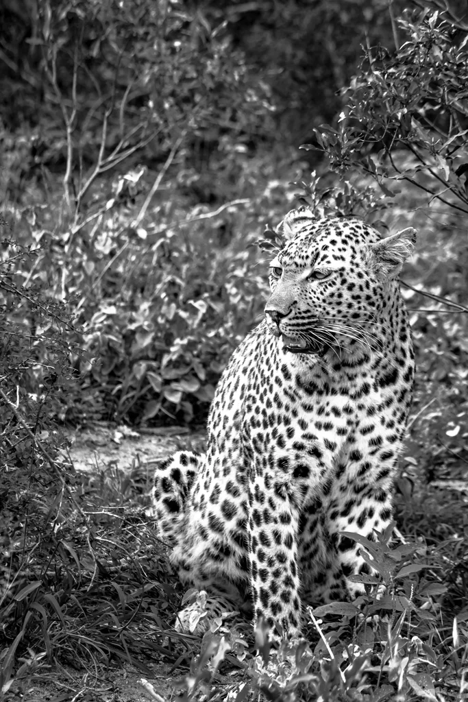 Leopard Sabi Sand