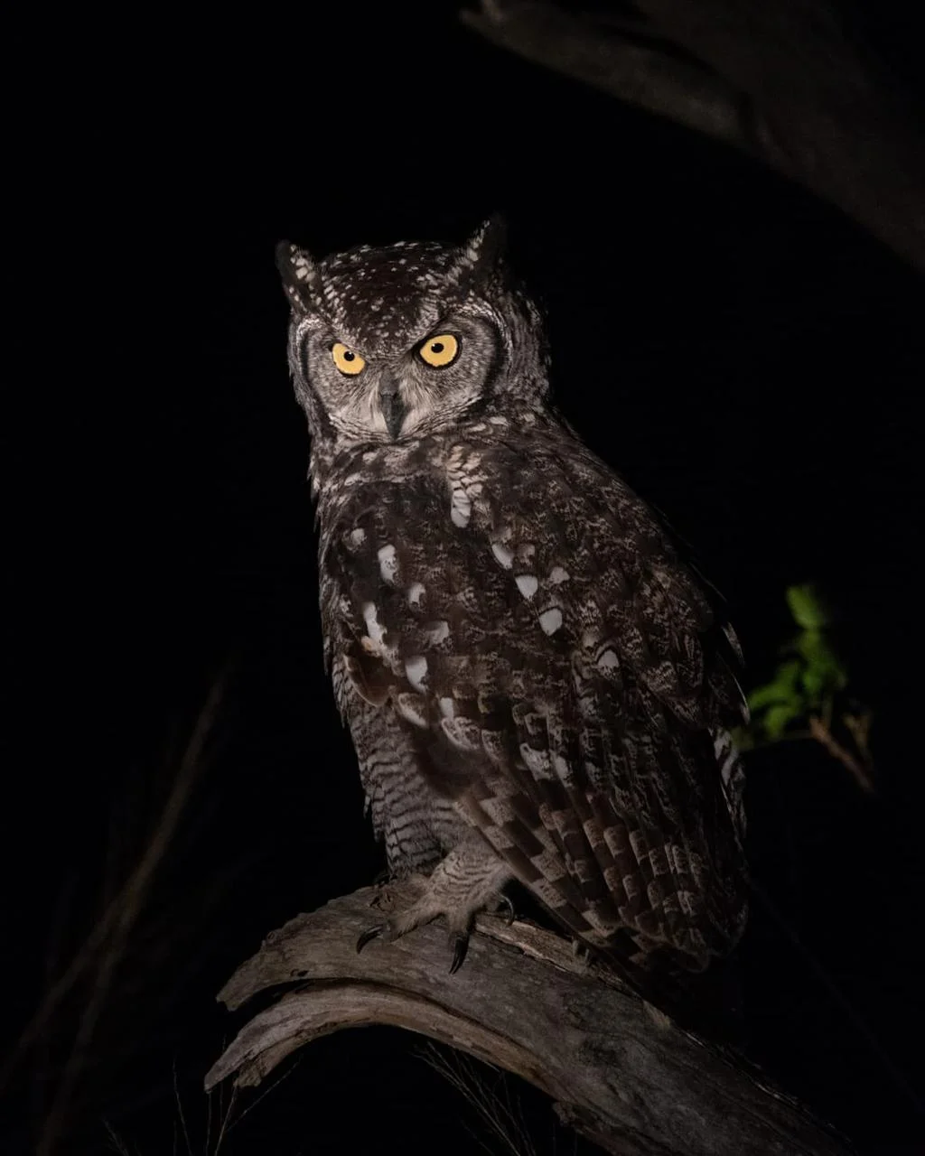Spotted Eagle Owl Sabi Sand
