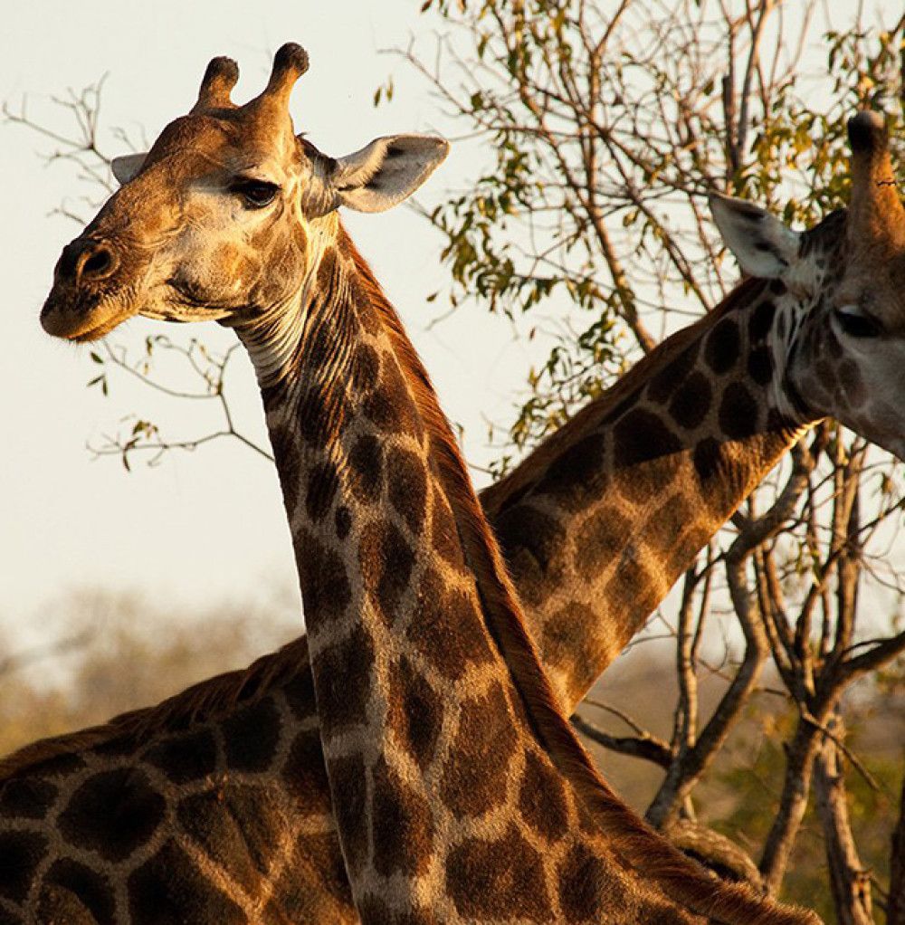 Giraffes In Sabi Sand
