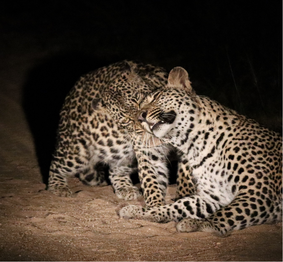 Leopards Grooming Each Other Sabi Sand