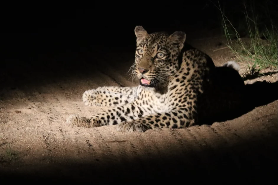 Leopard Sabi Sand Night