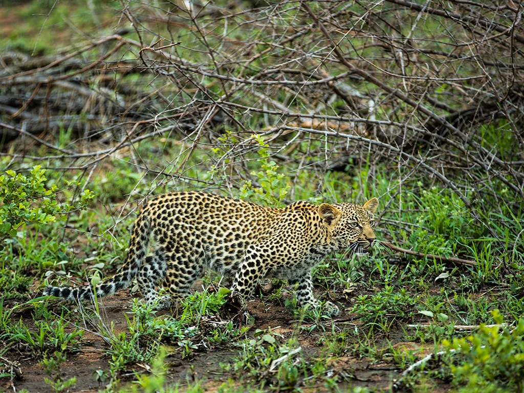 Leopard Sighting In Sabi Sand