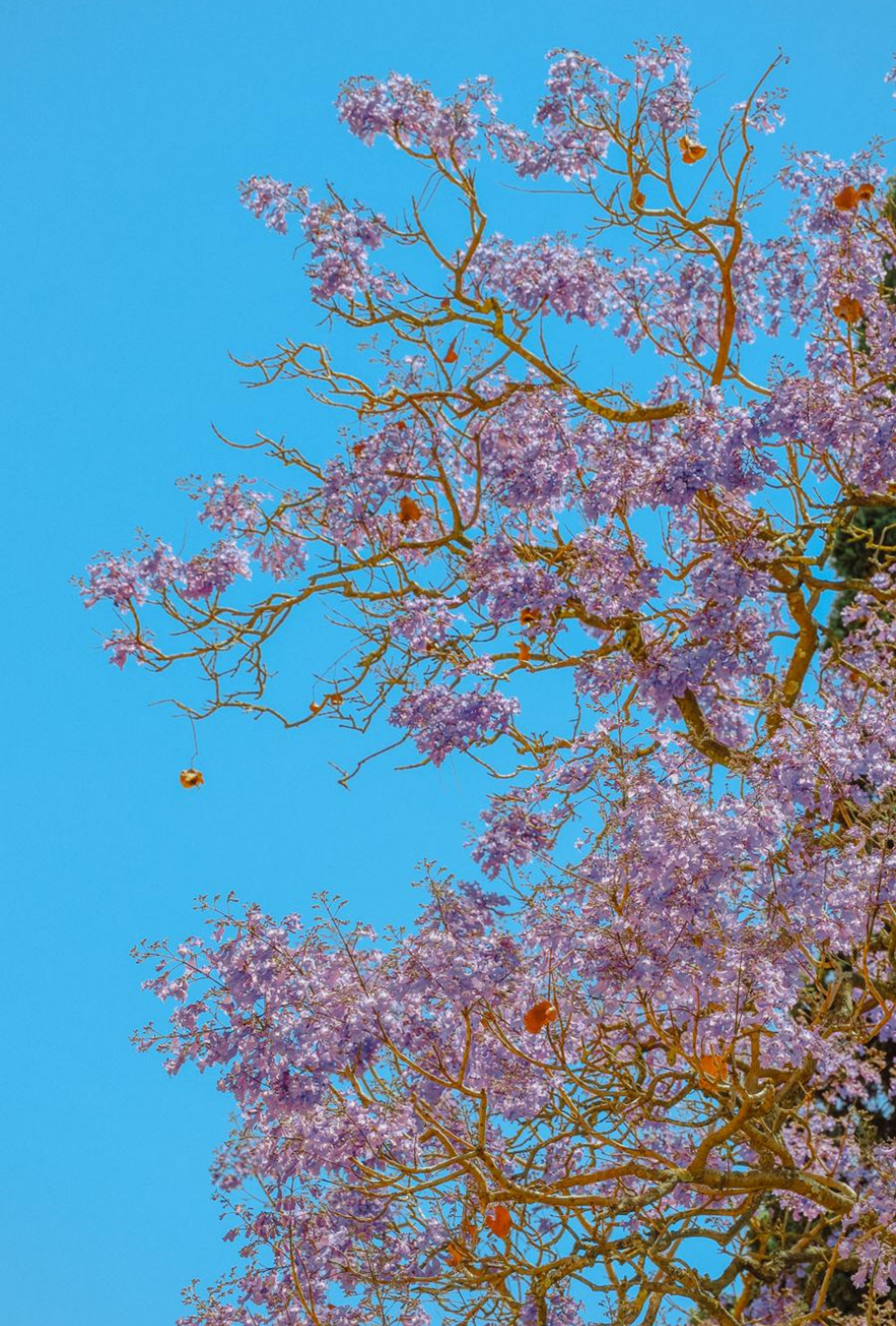 Photography by Celia Montes