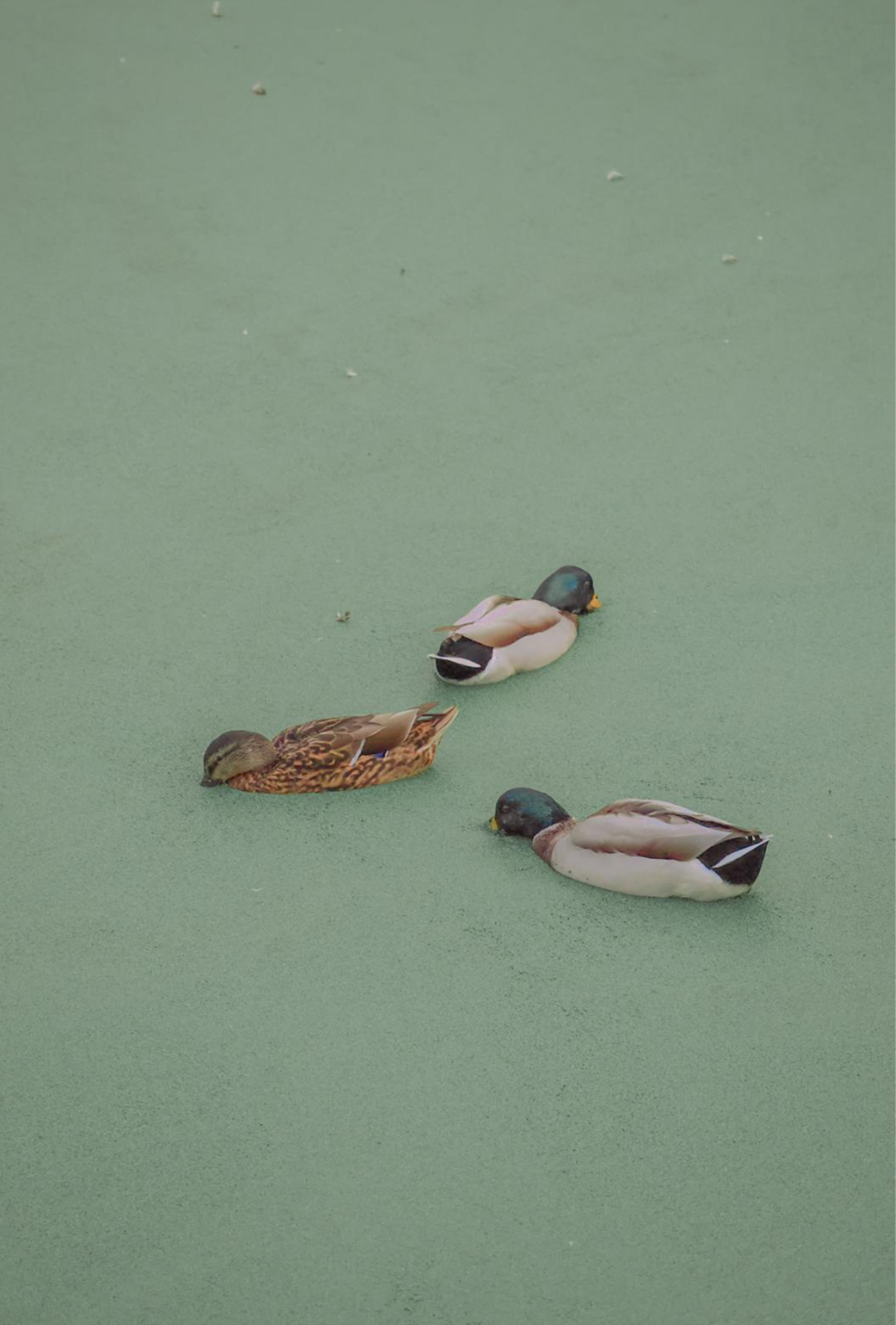 Photography by Celia Montes