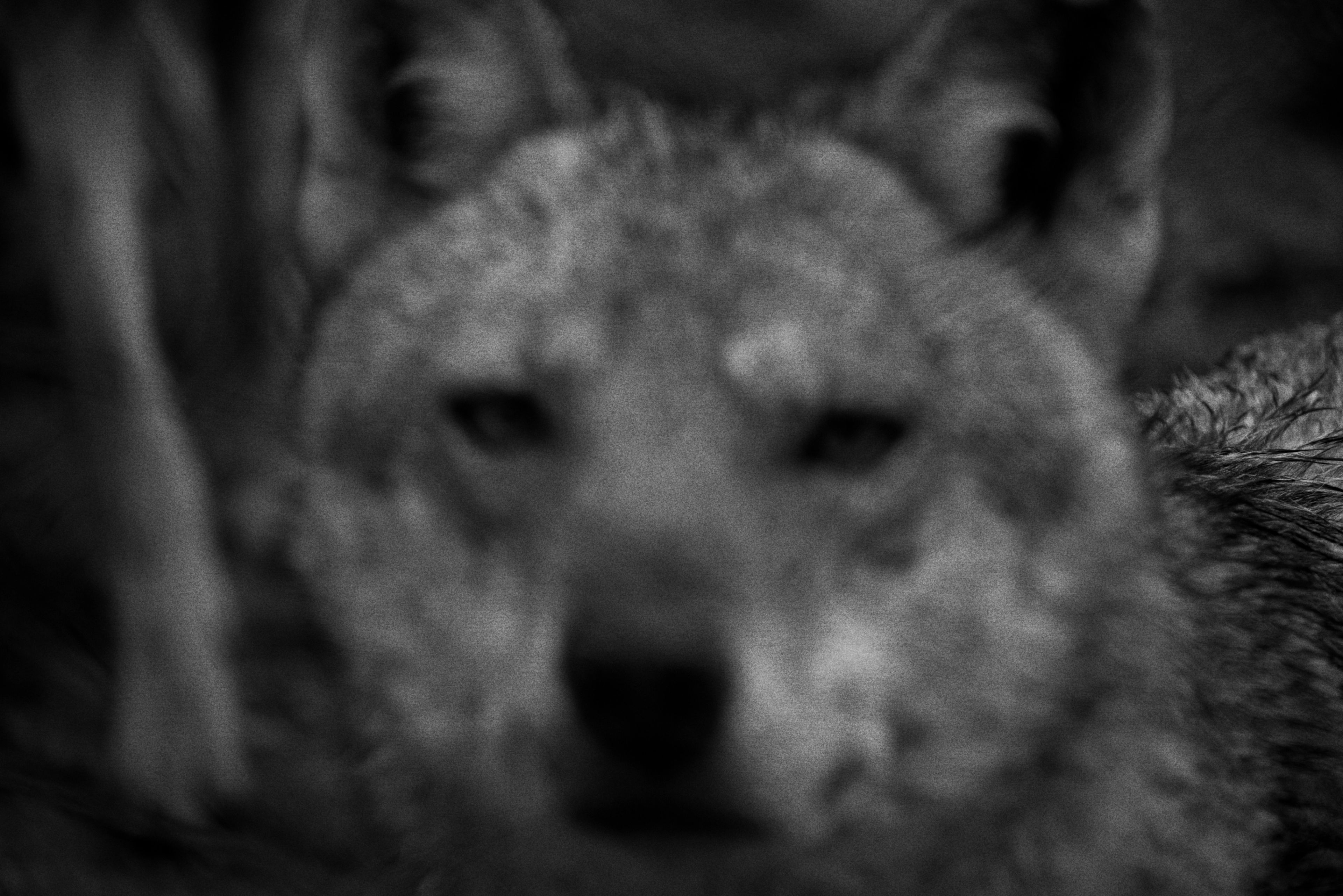 Blurred Series