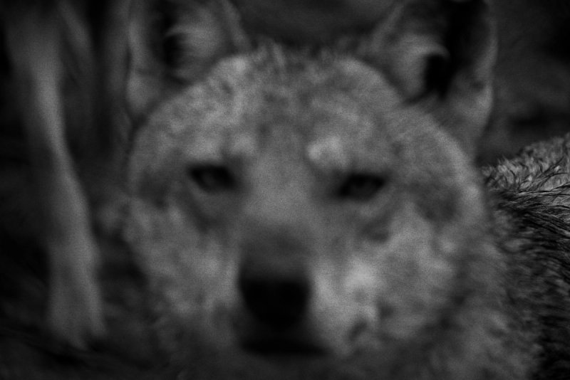 Blurred Series