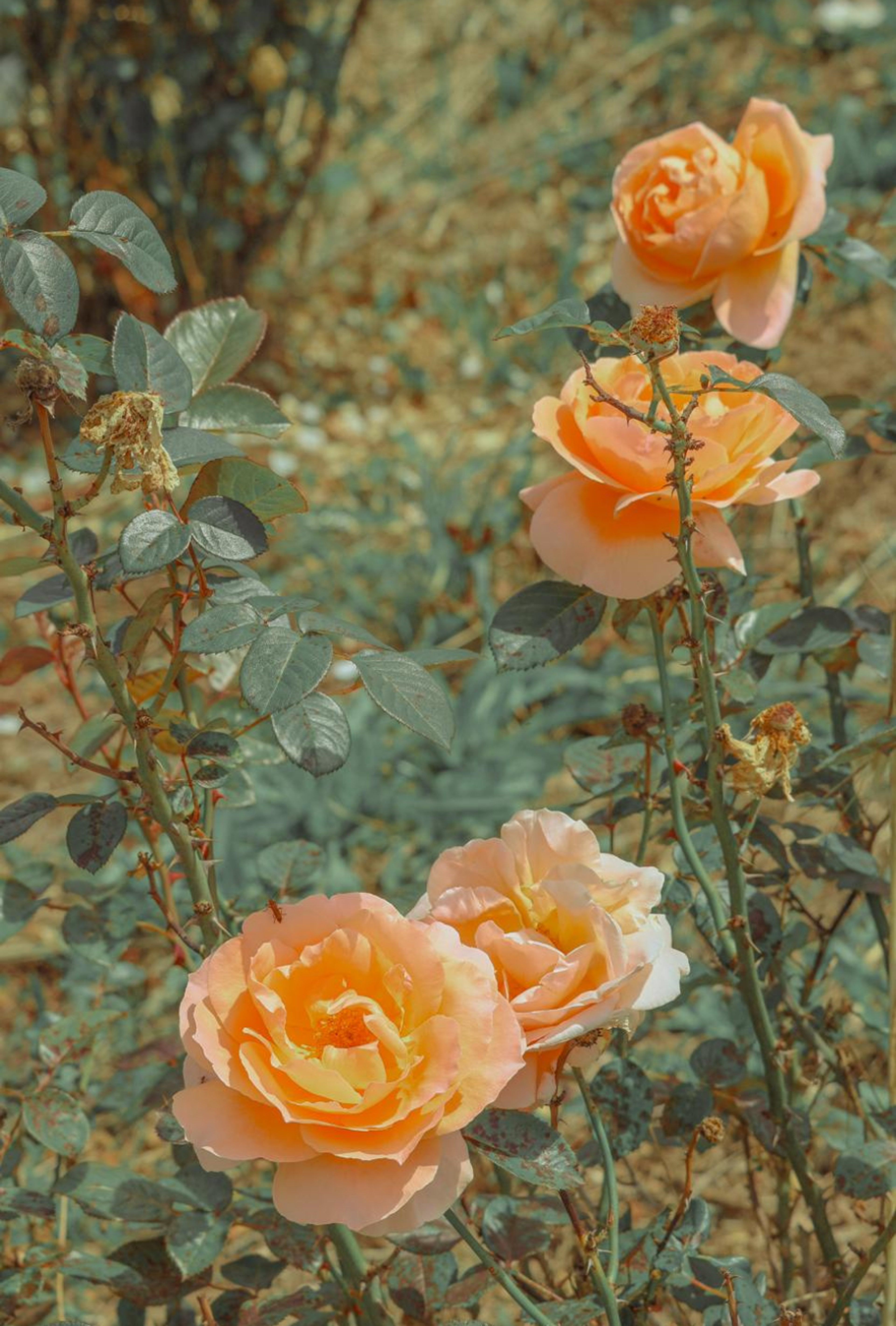 Photography by Celia Montes