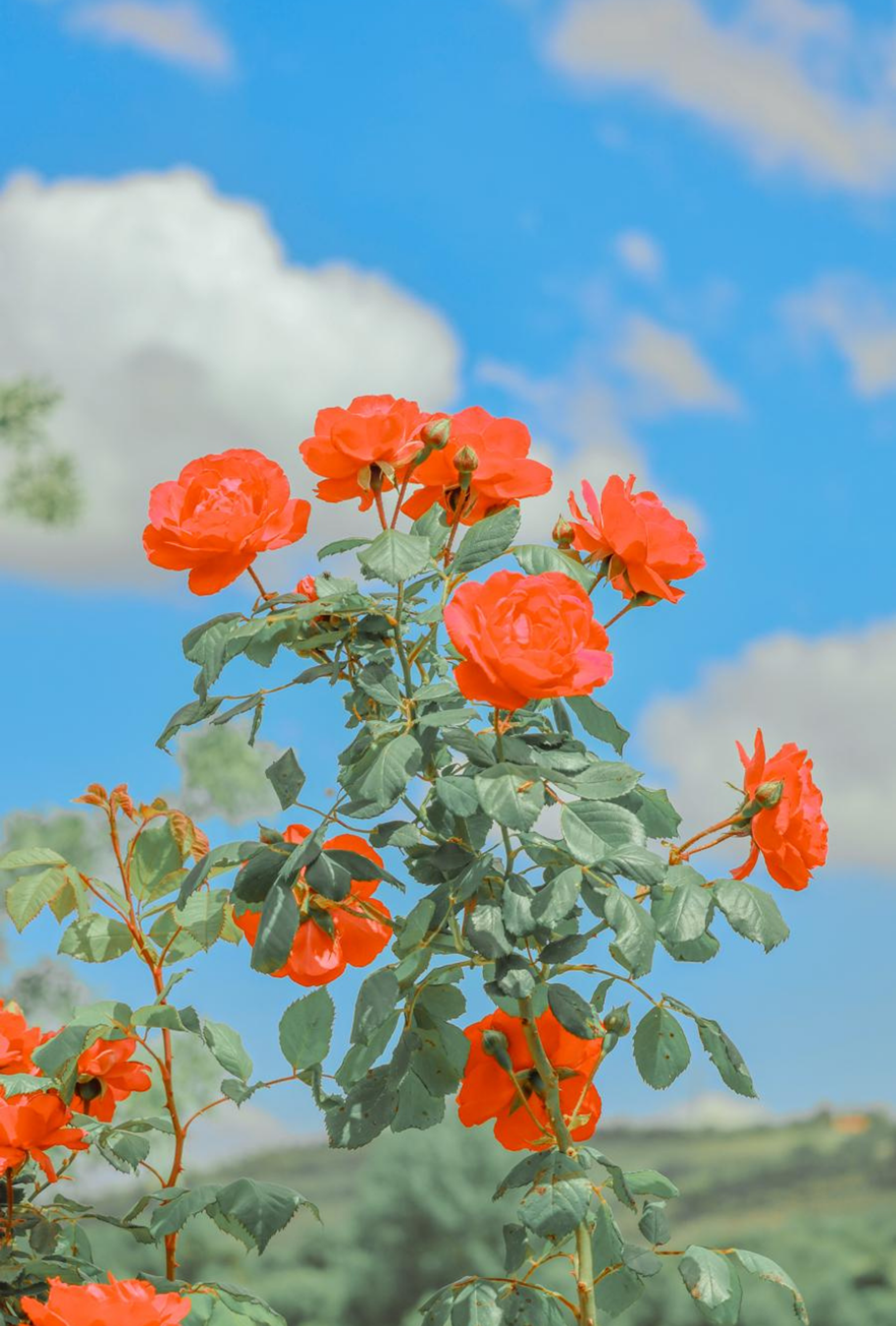 Photography by Celia Montes