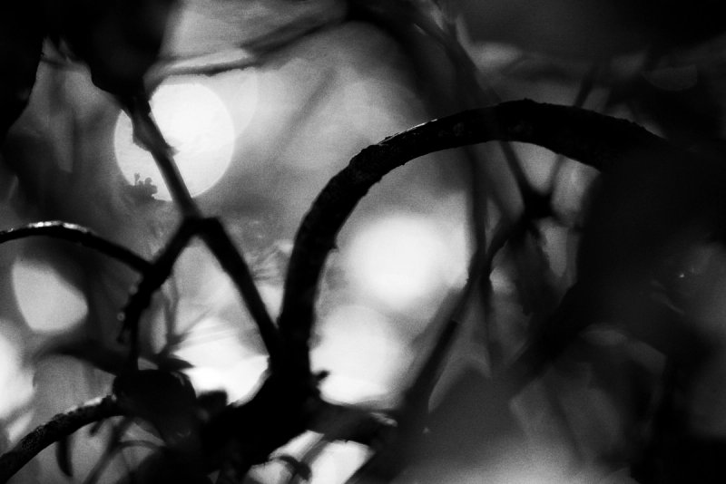 Blurred Series