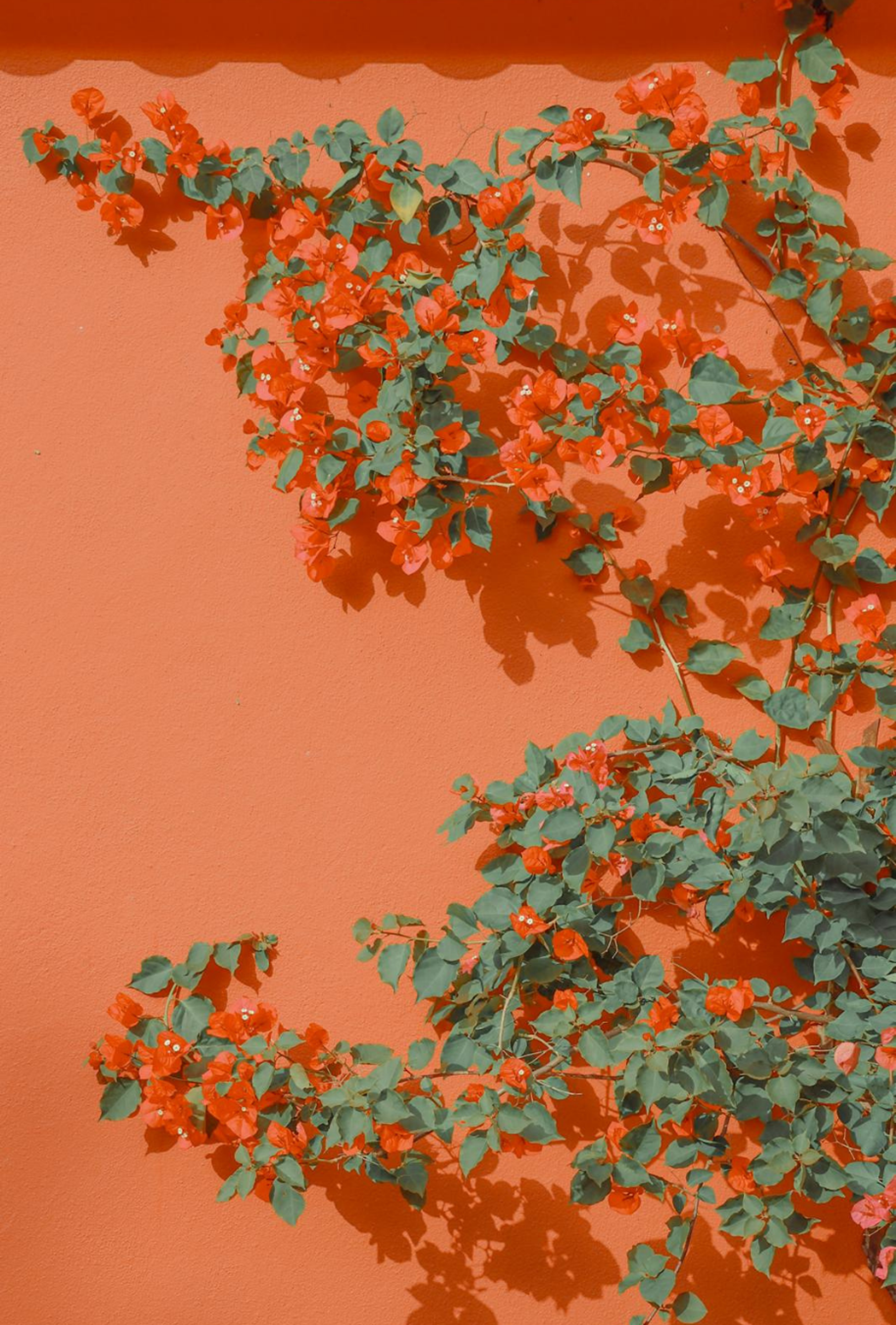 Photography by Celia Montes