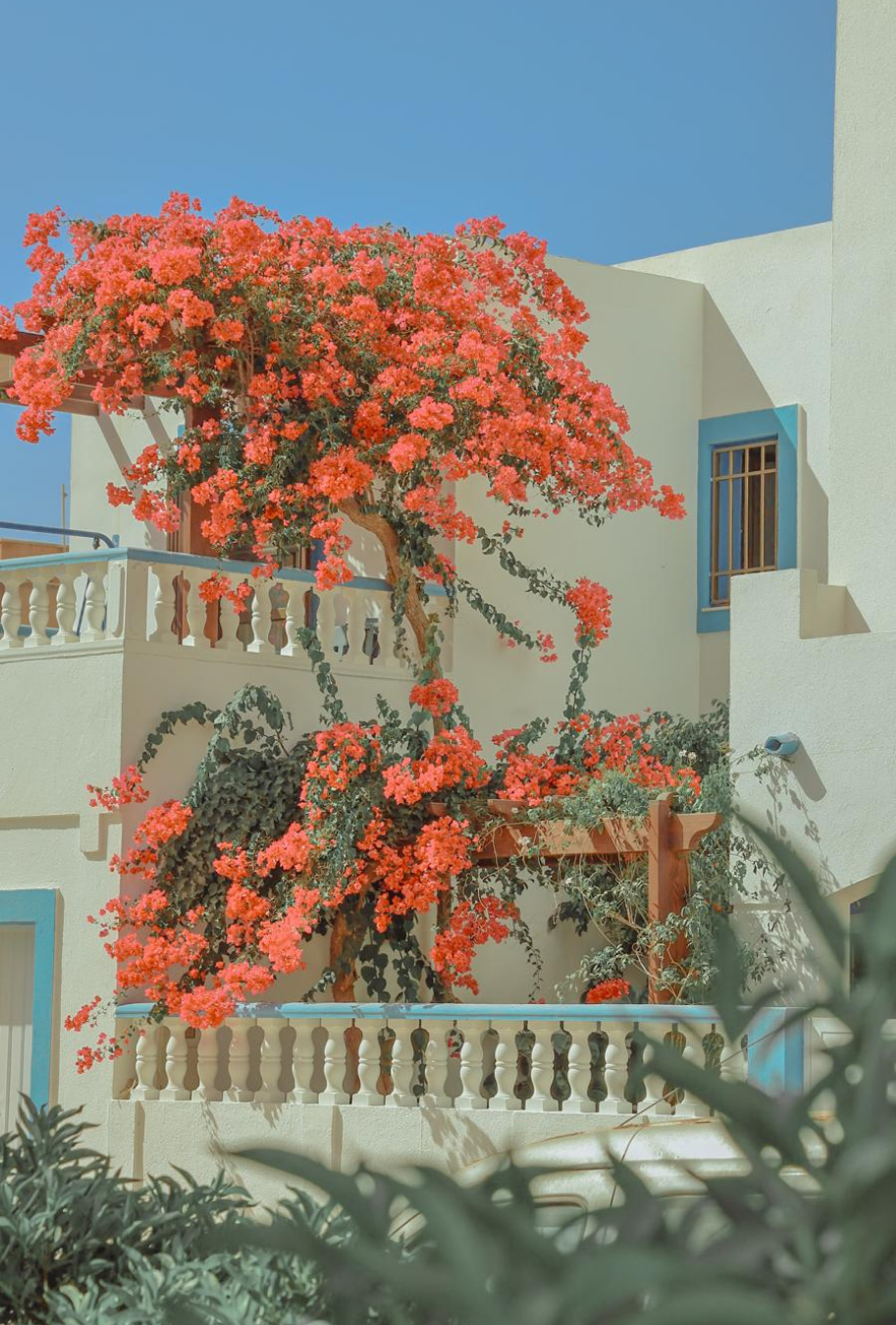 Photography by Celia Montes