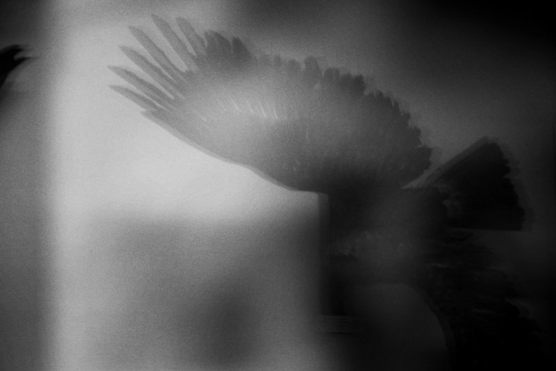 Blurred Series
