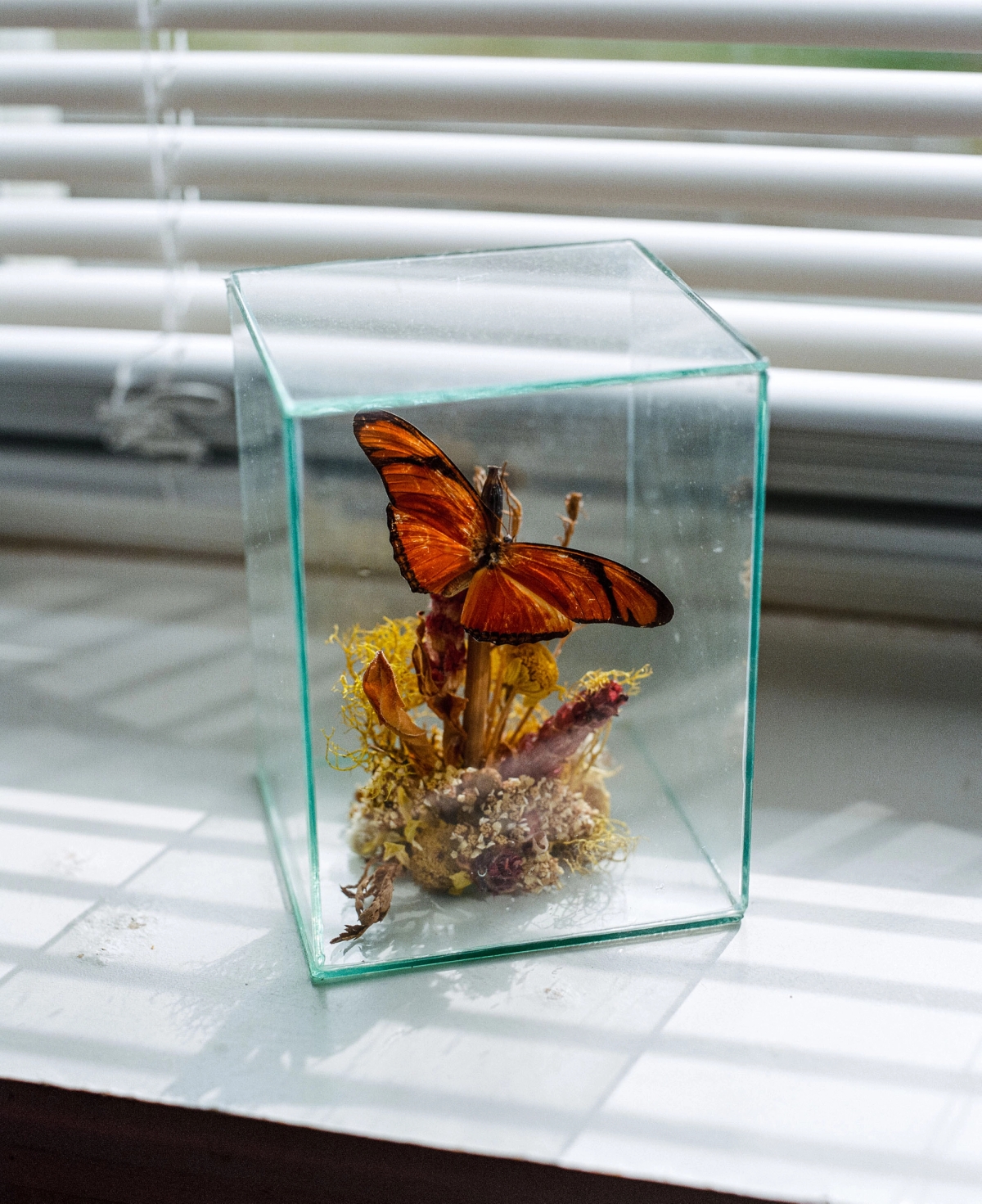 The Tiger Beetle main project photo