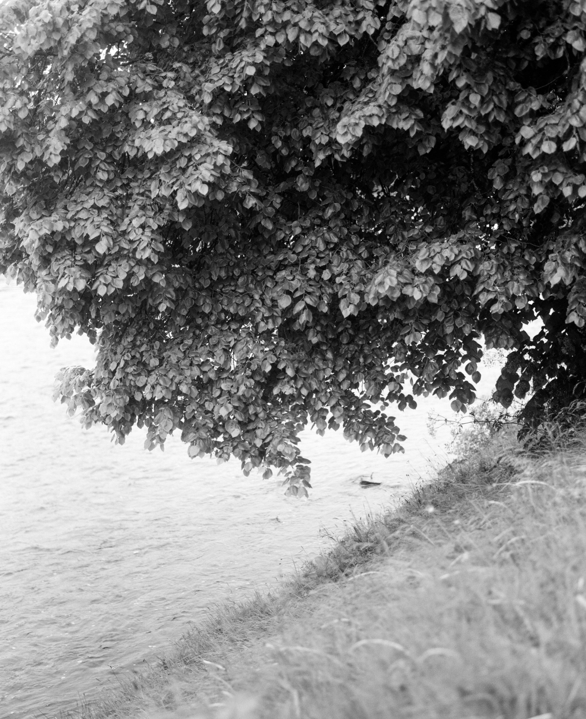 The Low Road Main Image