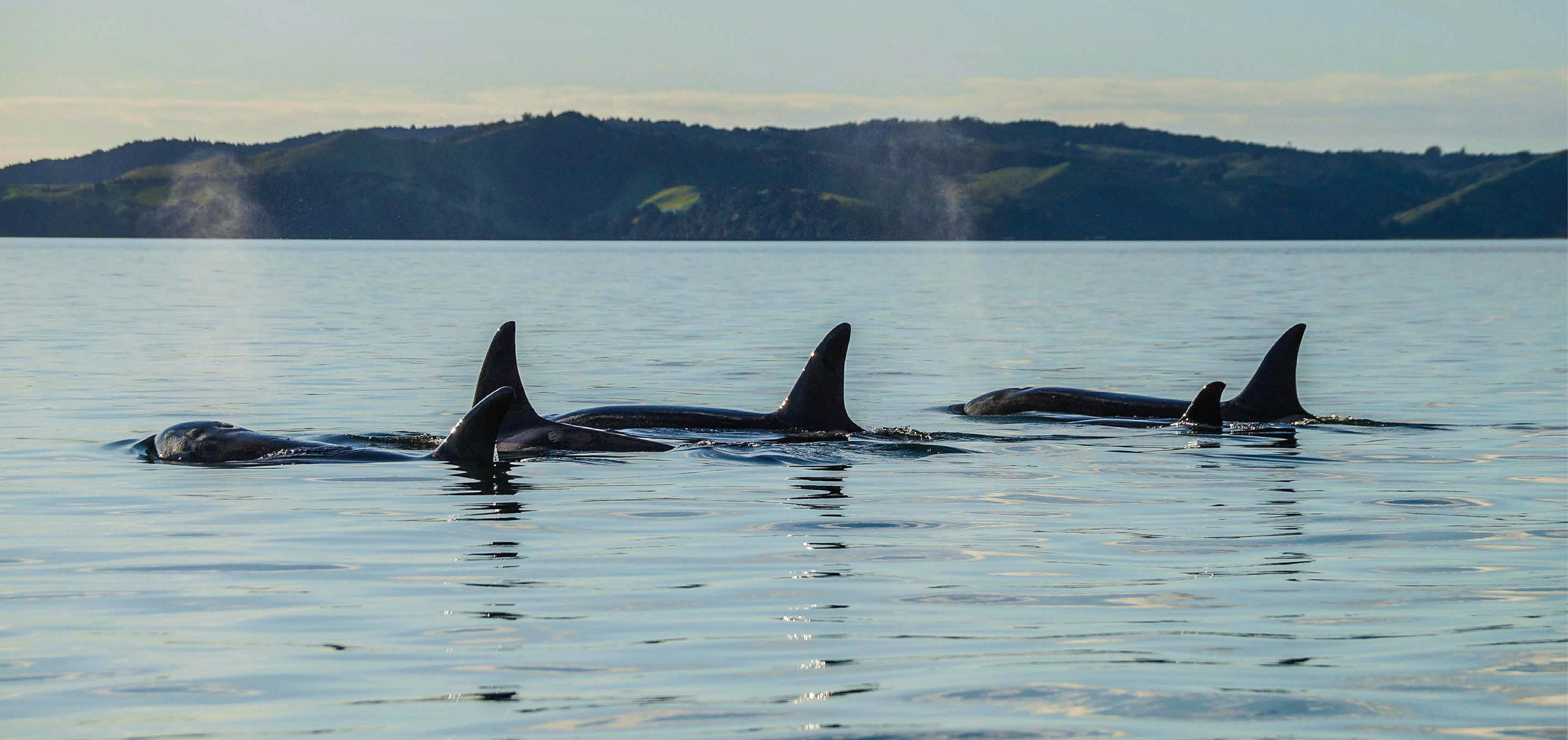 Auckland