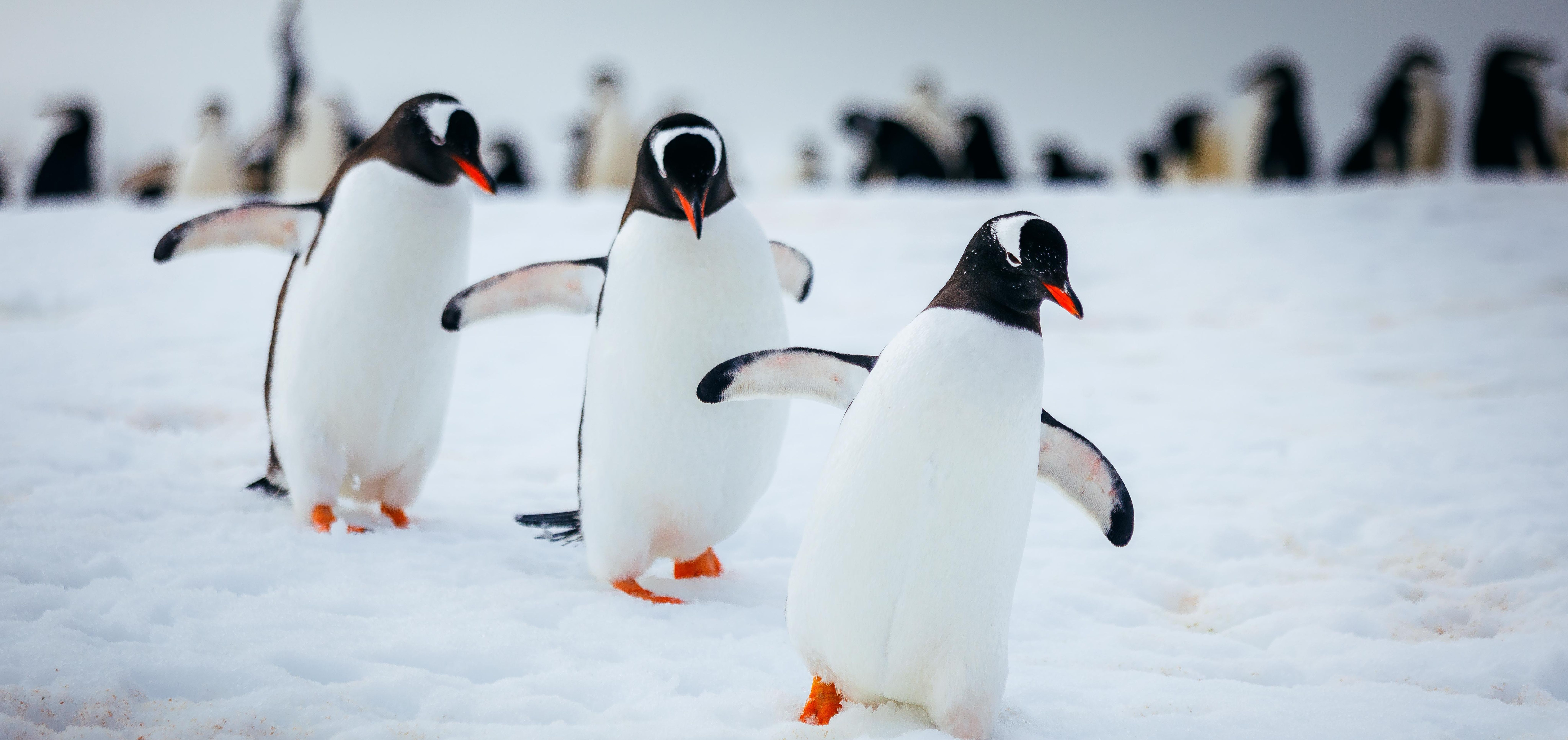 South Shetland Islands and Antarctic Peninsula