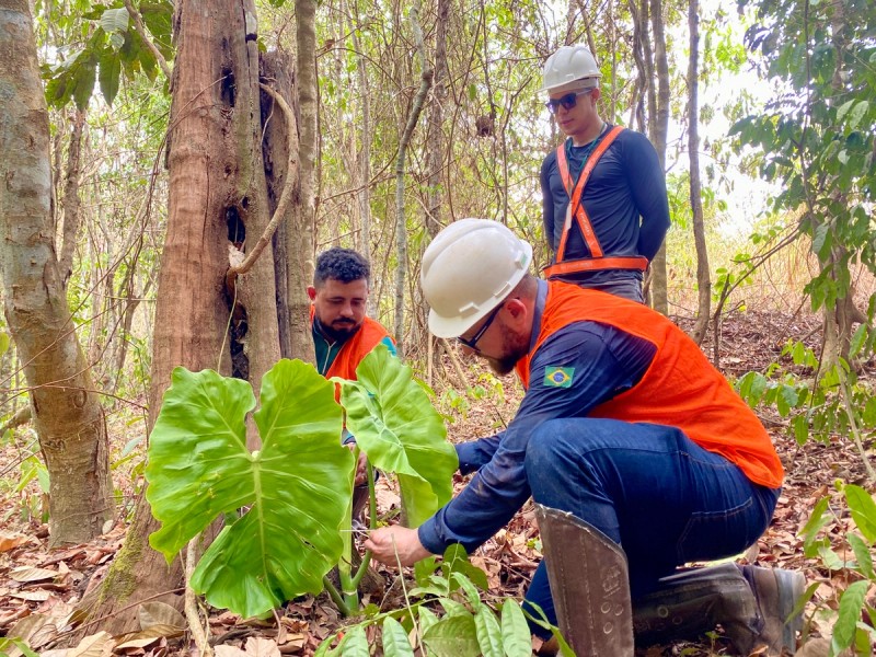 Engenheiros inspecionando plantas