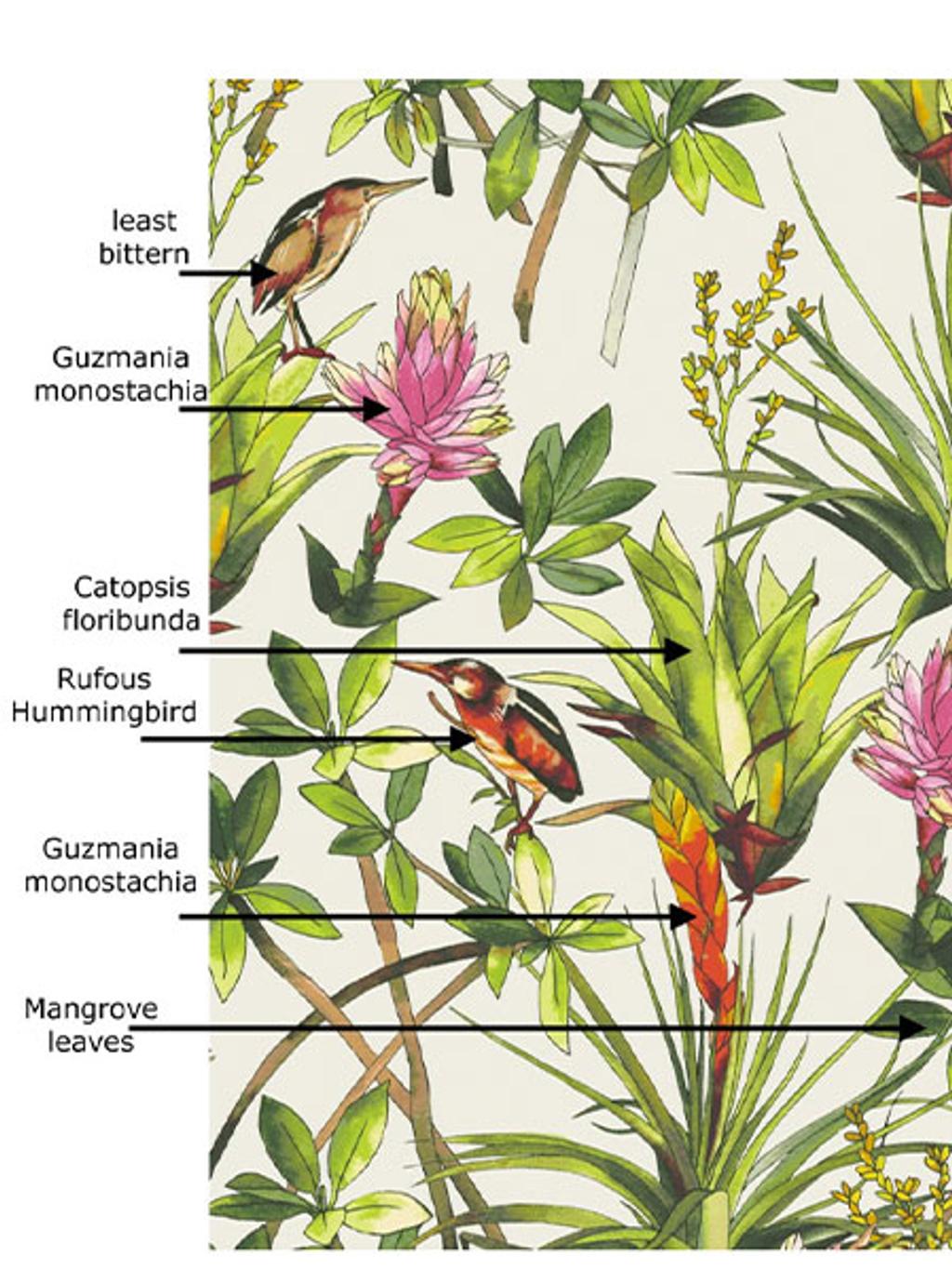 Close-up of the Mangrove Idyll print with names of birds and plants Close-up of the Mangrove Idyll print with names of birds and plants
