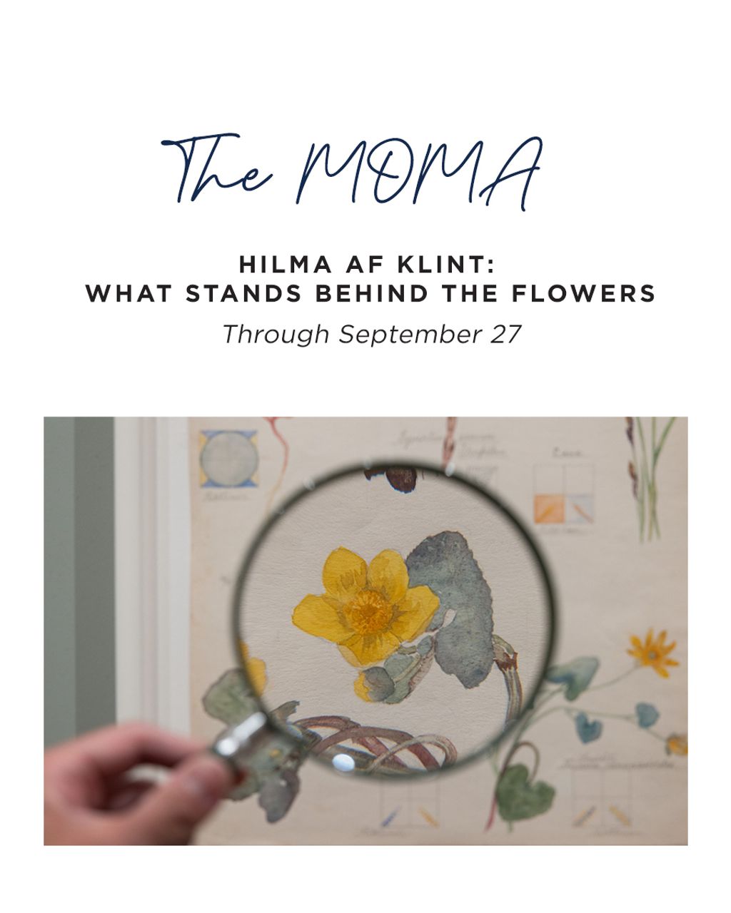 The MOMA