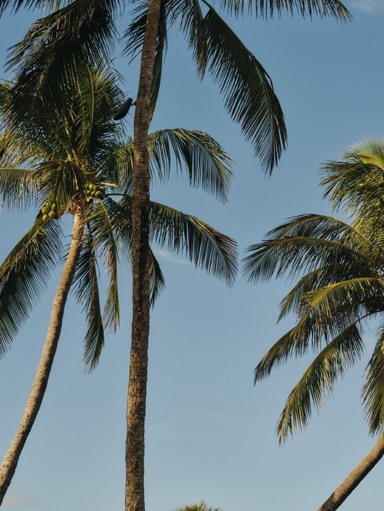 scenic shot of palm trees against blue sky