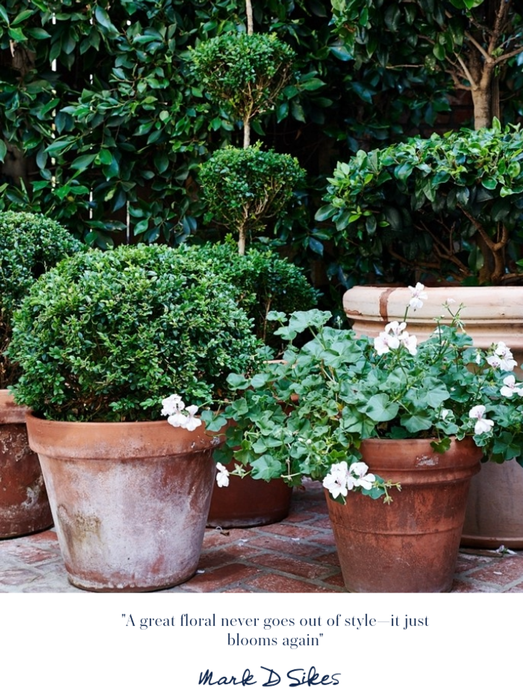 Close-up of terracotta pots filled with green topiary shrubs and white-flowflowering geraniums on a brick patio.