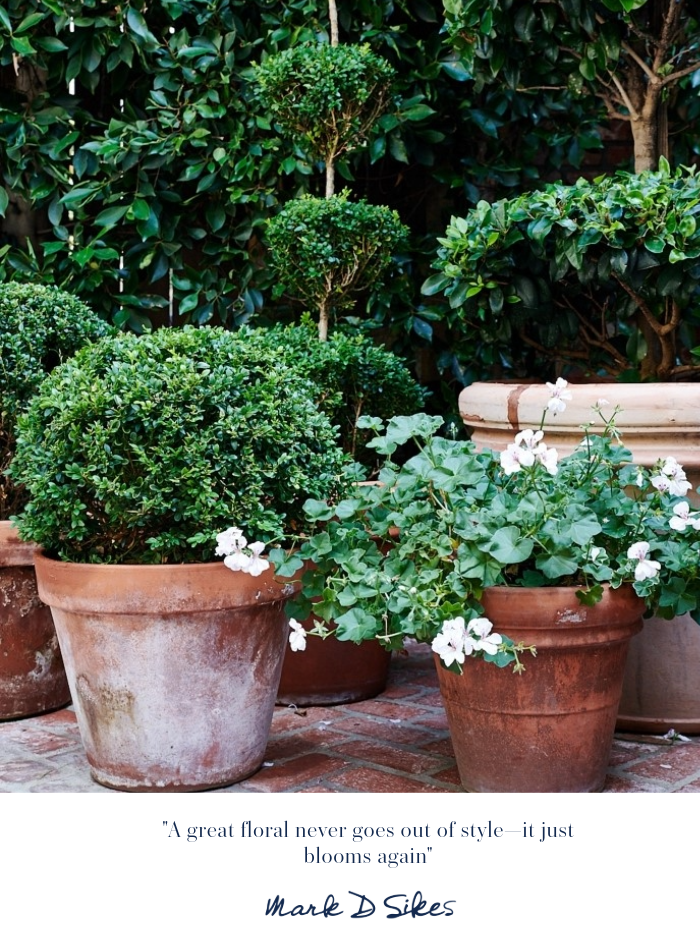 Close-up of terracotta pots filled with green topiary shrubs and white-flowflowering geraniums on a brick patio.