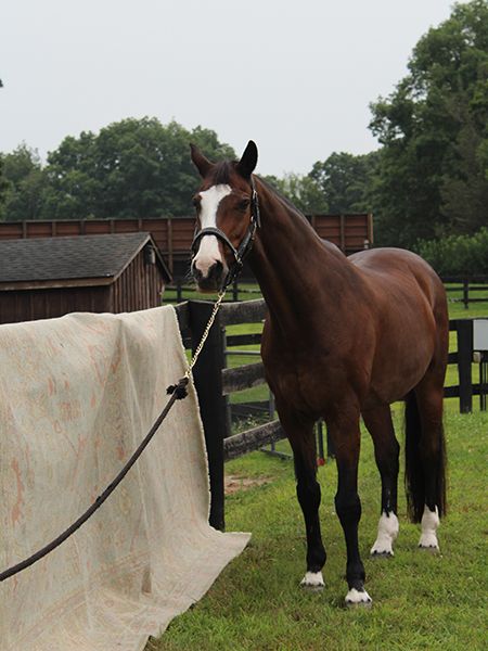 Photo of a brown horse