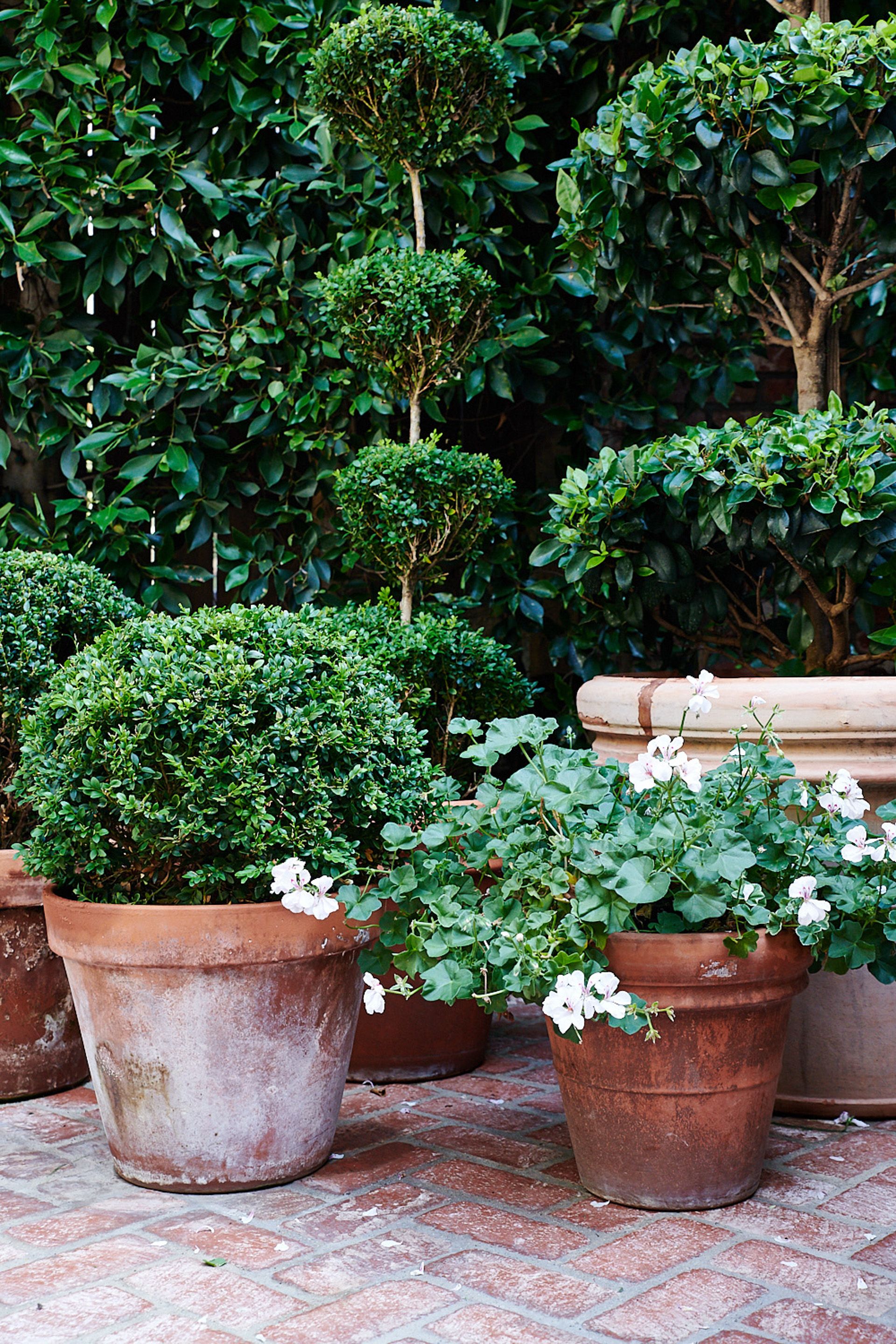 Terra cotta pots with green topiaries and white-flowering plants sit on a brick patio against a backdrop of dense green foliage.