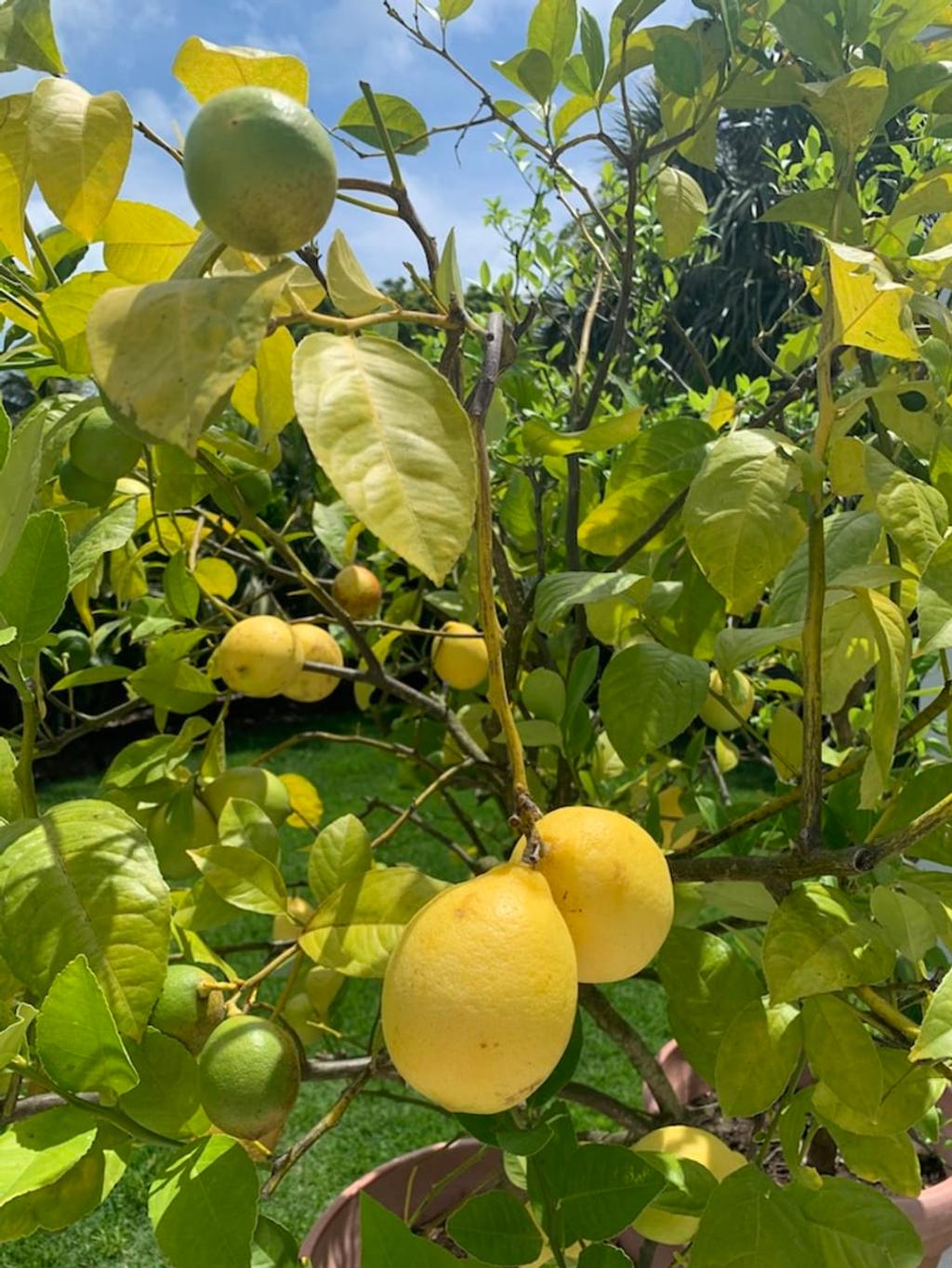 Meyer Lemon Tree