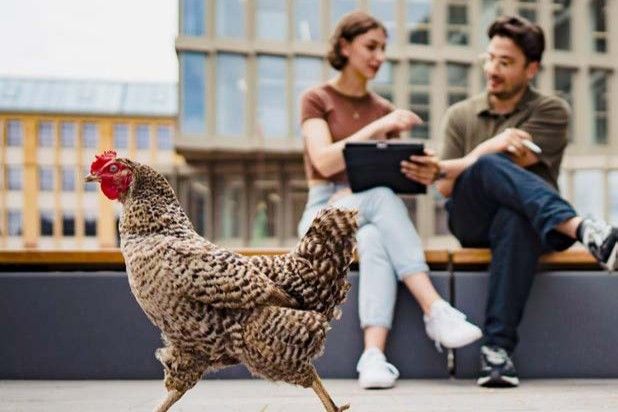 Speckled hen walking in front of two people sitting on an outdoor bench with a modern building in the background
