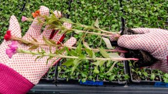 Guantes cómodos de jardinería para mujeres para trabajo al aire libre