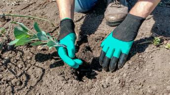 Gardening gloves digging in the dirt