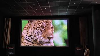 Изображение леопарда, спроецированное проектором Nebula X1