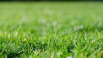 Un césped verde al aire libre