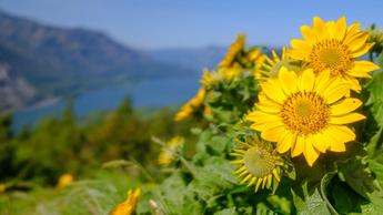 Scenic landscape photo of the Columbia River Gorge showing bright yellow flowers in the foreground and river with mountains and blue skies in the background