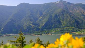 Scenic landscape photo of the Columbia River Gorge showing bright yellow flowers in the foreground and river with mountains and blue skies in the background