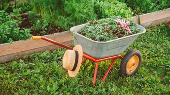 An image showing a grey and red wheelbarrow full of weeds from a garden that has recently been redesigned