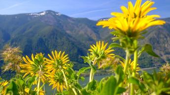 Scenic landscape photo of the Columbia River Gorge showing bright yellow flowers in the foreground and river with mountains and blue skies in the background