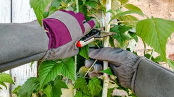 Guantes de jardinería de alta calidad diseñados para podar rosales y proteger de las espinas