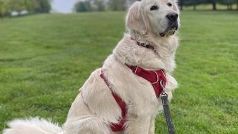 A Labrador sitting on a lead in a park