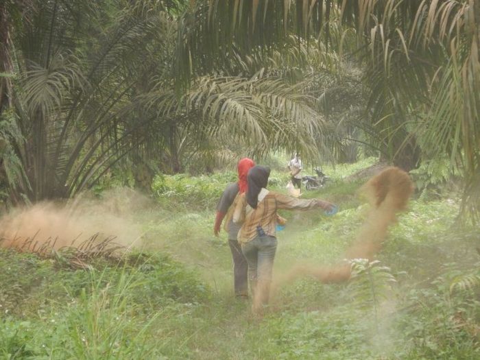 살충제를 뿌리는 인도네시아 플랜테이션 노동자들