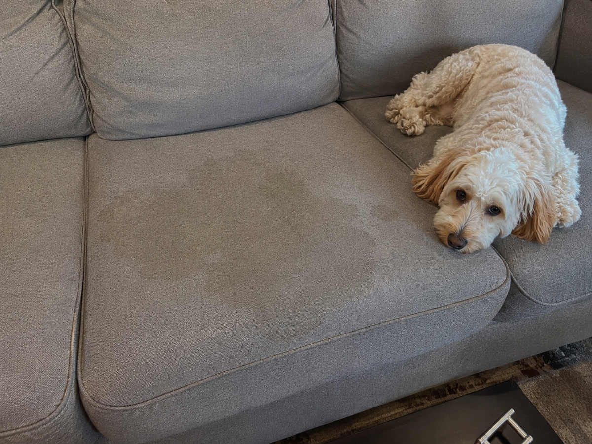 Dog resting on a sofa beside a visible stain on the seat cushion.