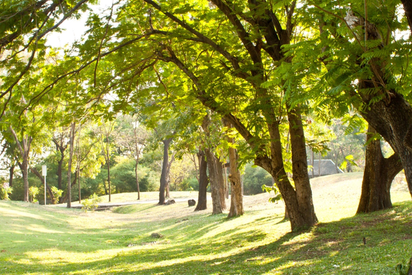 Green Escapes Near Penrith: Top Parks and Trails for the Nature Lover