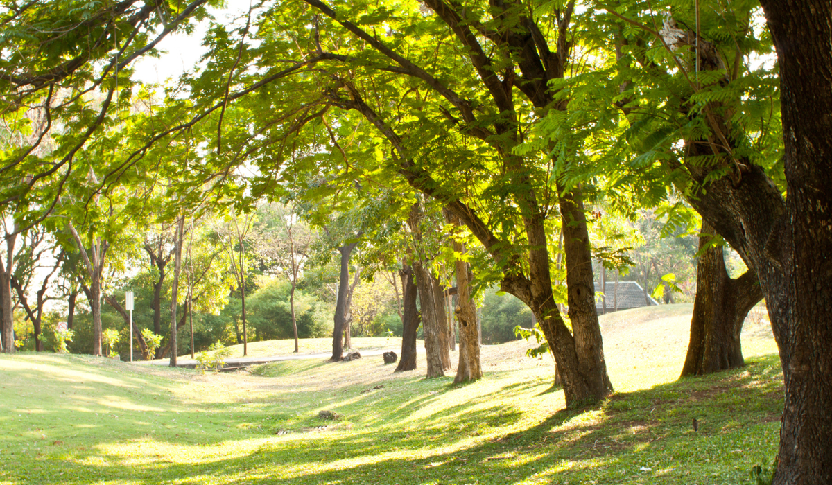 Green Escapes Near Penrith: Top Parks and Trails for the Nature Lover