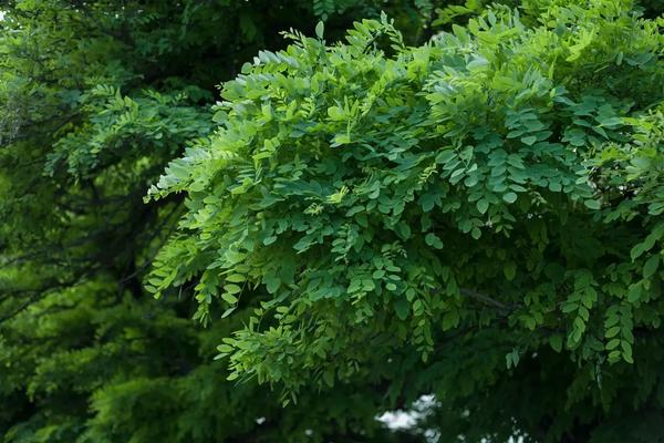 Top 5 Parks and Recreational Spaces Near The Orie Condo